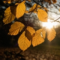 4711 blatt-SAM_0671-1-Kopie